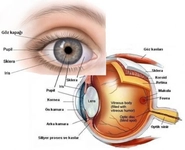 Göz Korneası Nedir? Göz Korneası Nedir?